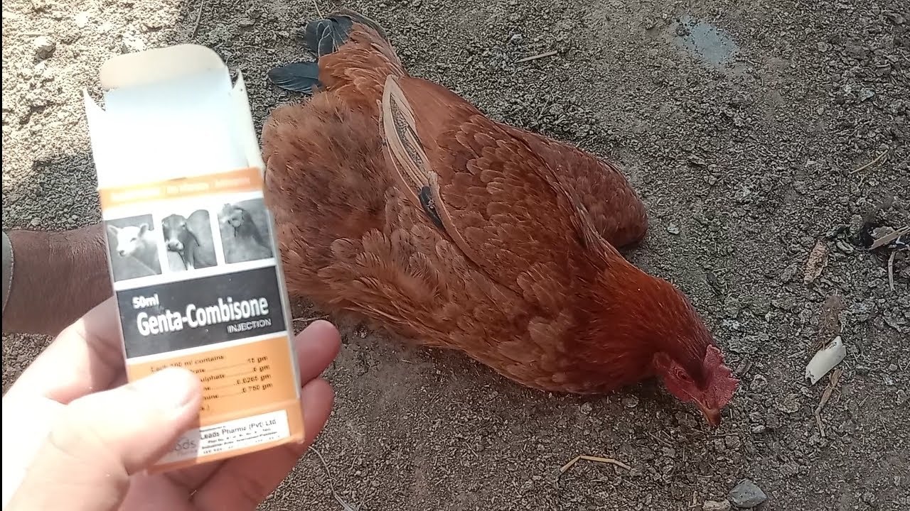 ||golden misri chicken farming بیمار مرغیوں کا علاج ۔genta combison injection use