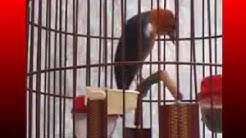 Kicau Mania | Suara Burung | ANIS Merah Gacor Volume Keras Teler Mantap - Durasi: 10:40. Kicau Mania | Suara Burung | ANIS Merah Gacor Volume Keras Teler Mantap - Durasi: 10:40.