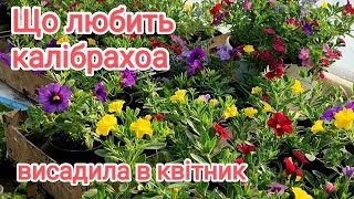 Калібрахоа не любить лужну воду, тому купила Підкислювач в інтернет магазині Agro-shop