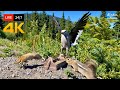  247 live cat tv for cats to watch  mountain birds chipmunks squirrels in 4k