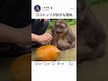 ココナッツが好きな理由のサムネイル