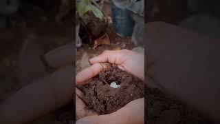 Arabian jasmin flower  🌸 !! reverse video | #jasmine #virelshorts #reversemoviefx
