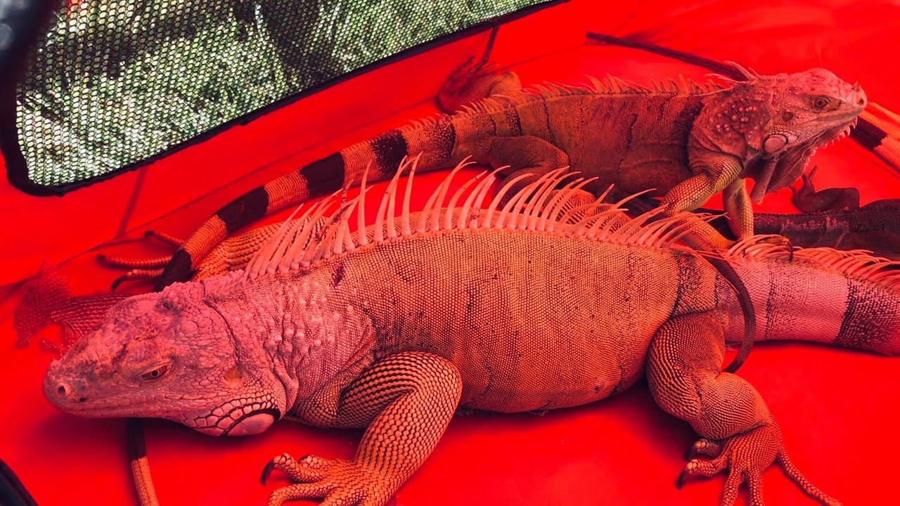 Florida Fish & Wildlife Encouraging Residents To Kill Iguanas! YouTube