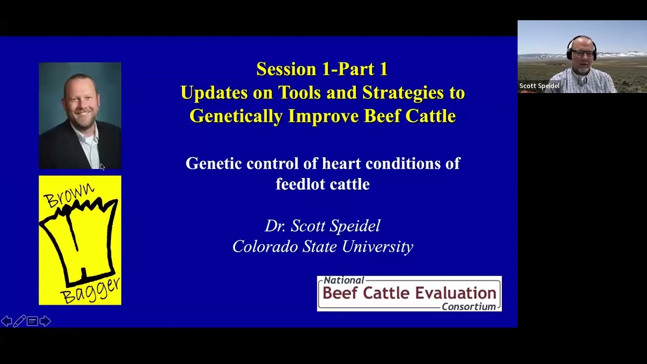 Opportunities for improving selection for fed cattle
