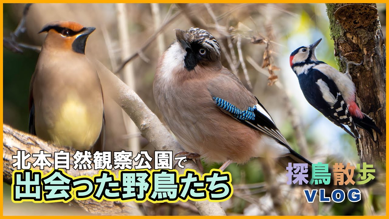 【探鳥散歩 VLOG】北本自然観察公園で出会った野鳥たち　ヒレンジャク、アカゲラ、カケス