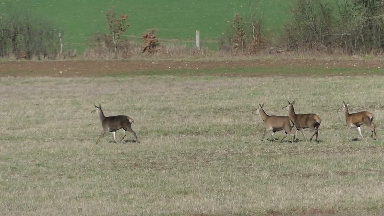 Herd of red Deer P1090368