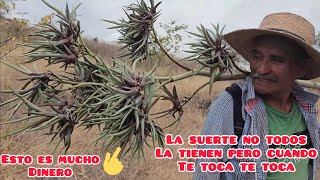 MAGUEY DE CERRO PARA TEQUILA Y MEZCAL LO QUE MUCHAS TEQUILERAS DESEARÍAN #4