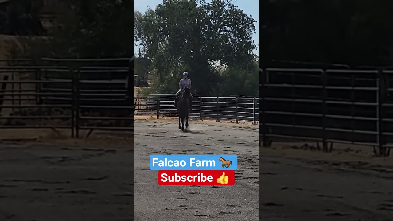 OREO CANTER LEG YIELD Horse Short Shorts Sport Animals Education Learning Dressage Happy