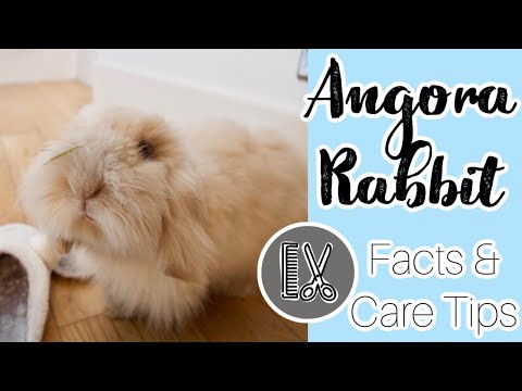 Video: Jak se starat o Angora Ferret