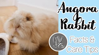 A Guide To: Angora Rabbit Care