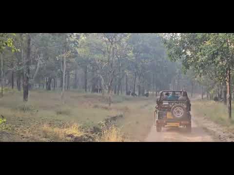 Off the road and into the teak forest on the morning safari