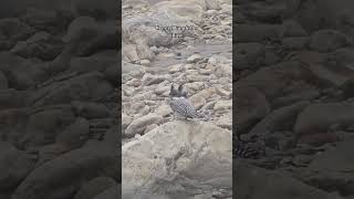 Crested Kingfisher Bird