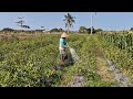 SATISFYING PLANT WATERING PROCESS! SIMPLE BUT GENIUS TECHNIQUE! - Agricultural Farming