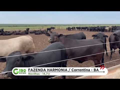 ULTRATECNOLOGIA FAZ NOVILHAS ANGUS DESMAMADAS AOS 60 DIAS CHEGAR A QUASE 15@ NA BAHIA