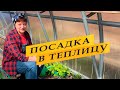 Первая пробная посадка в теплице