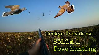Üveyi̇k Avi 2021-2022 Bölüm 1 Dove Huntingcaccia Al Piccioneκυνήγι Περιστεριών