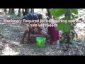 Can iitians help cashew collection and seed removing machinery required