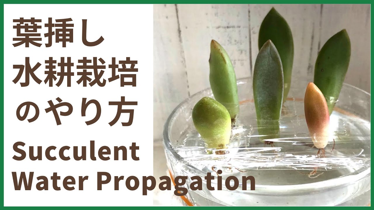 多肉植物 葉挿しの水耕栽培のやり方 Water Propagation For Succulents Youtube
