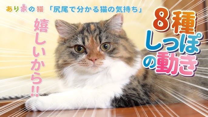 しっぽでパタパタする猫がかわいい Youtube
