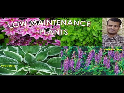low maintenance plant,low maintenance plant indoor,low maintenance