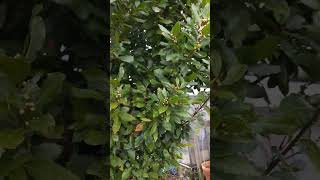 Celebrity Bay Leaf tree #garden #nature #naturesounds #spring #tree  #bayleaf Wealth