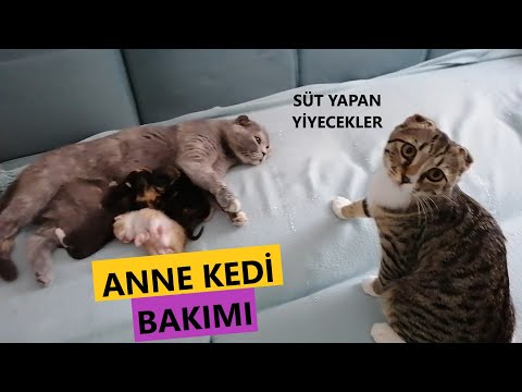 Yeni Doğum Yapan Anne Kedi Bakımı Nasıl Olmalı? || Süt Yapan Yiyecekler