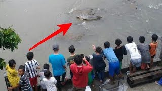 Warga GEMPAR Saat Temukan ikan Raksasa ini Tersangkut di Kali,, Panjangnya Mengejutkan