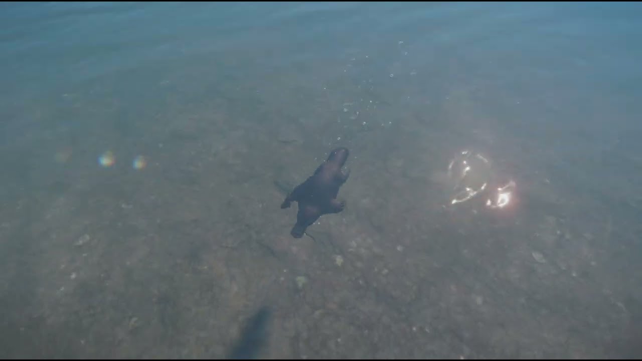 Planet Zoo Animal Spotlight: Agent P!!