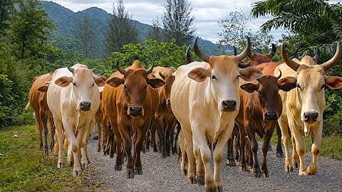 Herding Thousands of Cute, Tame Cows Roaming the Road - Cute Cows. Cows Dancing. Cow Sounds. 3