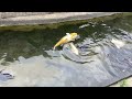 神戸どうぶつ王国池に群がる巨大鯉