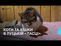 У кожного своя історія: в луцькій &quot;Ласці&quot; прихистили 35 котів