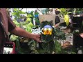1st Bohol Plant Expo 2020- Day 2| Amazing Ultra Rare Plants with Names and Prices