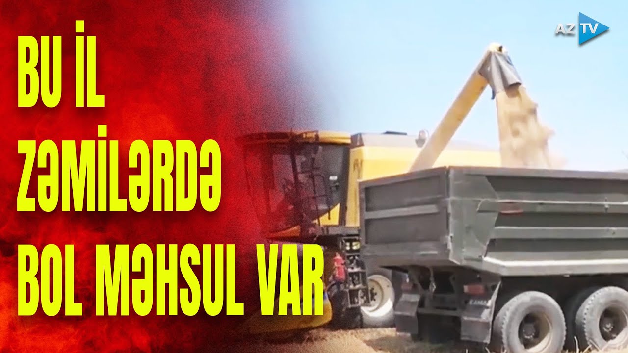 Saatlıda arpa biçini başa çatır: fermerlər məhsuldarlıqdan razıdır