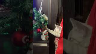 Кот в мешке #кот #котики #смешныевидео #котята