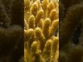 Filming Corals at the @calacademy@calacademy | #DeepLook #Shorts