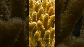 Filming Corals at the @calacademy@calacademy | #DeepLook #Shorts