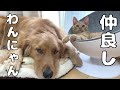 おもちゃを譲る程仲が良すぎる子猫と愛犬