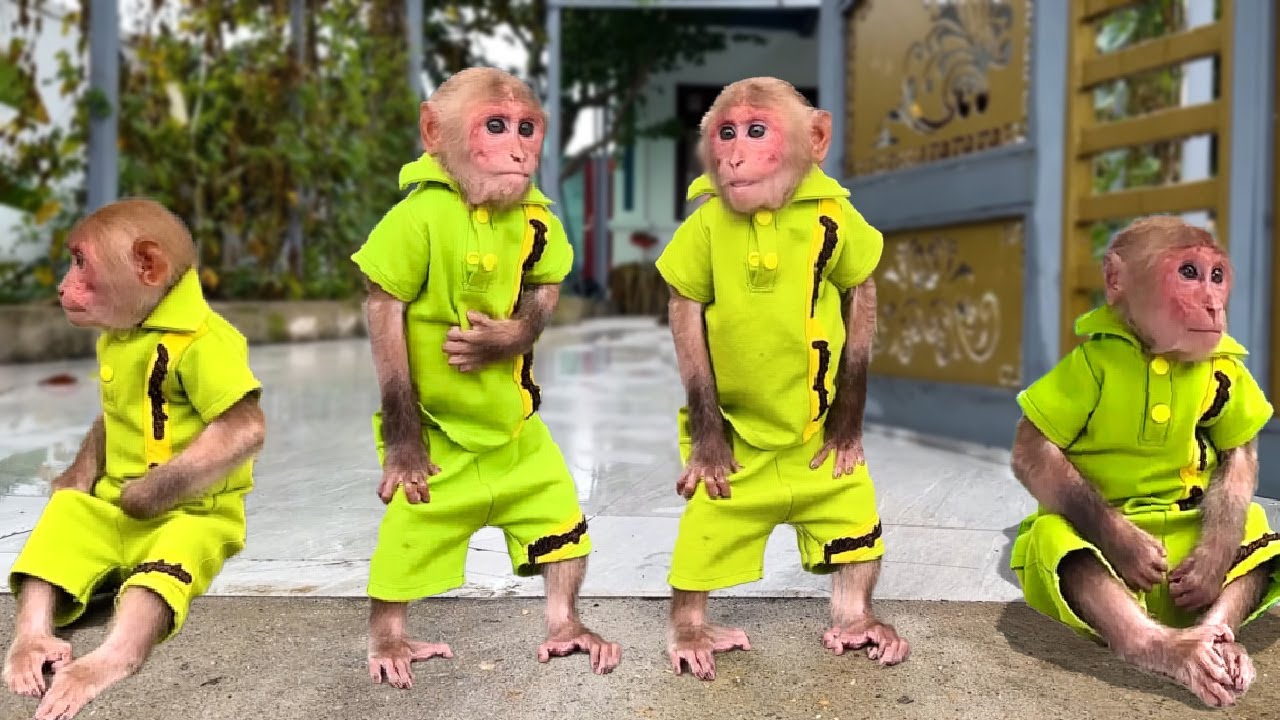 So Cute! Monkey Bibi stopped eating and ran to welcome Dad because of a misunderstanding!