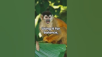 The Squirrel Monkey A Playful Inhabitant Of The Jungle 🦧 #facts #animals
