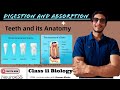 Teeth full lecture || Digestion and Absorption