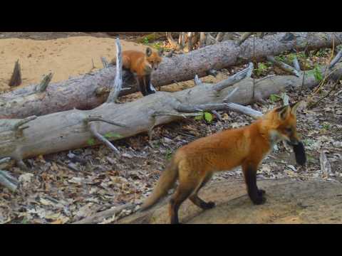 Raccoon Invades the Fox Den & Mom Fox is Not Happy (ep.6)