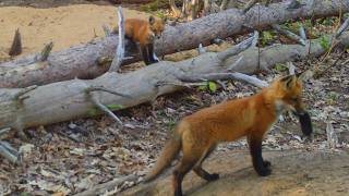 Raccoon Invades the Fox Den & Mom Fox is Not Happy (ep.6)