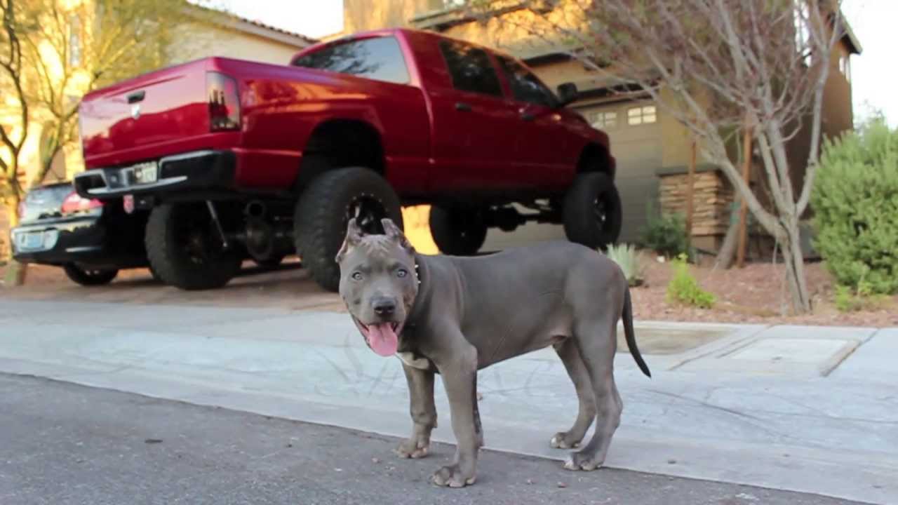 Blue Nose Pitbull Puppies For Sale Az 01 2022