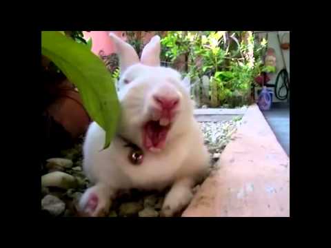bunny-yawns-with-sound!