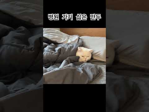 병원 가기 싫은 고양이 #고양이 #고양이일상 #귀여워 #cat #catlover #cute