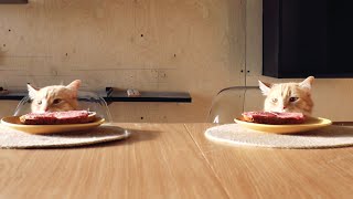 Cats, food on the table and hidden camera! Will the CAT pass the test?