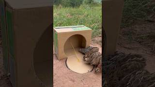 #outdoors #birds #batara #wildlife #wildlife