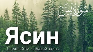 СУРА ЯСИН СЛУШАЙТЕ КАЖДЫЙ ДЕНЬ