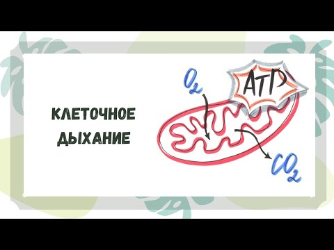 Клеточное дыхание. Синтез АТФ в митохондриях.