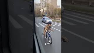 сняли то, что не каждый день увидишь: собака на велосипеде уезжает от полиции!